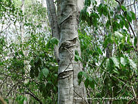 MEGA 0736 Sapium lateriflorum.JPG