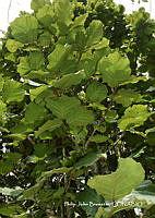 PJB ME014 061 Coccoloba pubescens.JPG