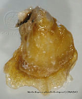 MRyRR191 Isognomon janus.jpg