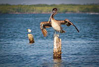 FBA0624 Pelecanus occidentalis.jpg