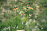 FGM4108 Bouvardia ternifolia.JPG