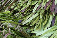 ARS00247 Leucaena esculenta.jpg