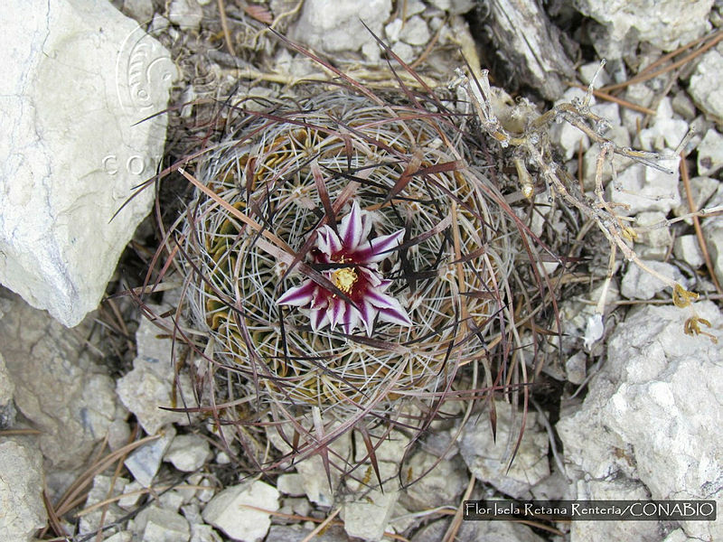 FIRR0129%20Stenocactus%20multicostatus.JPG.nyfi9 PzMemlo1djQA3g0JtbmFja29CbnFuZ3NAbXJ6LGtwZwA.B4eiSl C9B