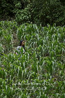 IMDOC4092 Zea mays.jpg