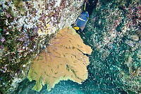 CNS1083 Pacifigorgia sp..jpg