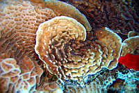 ISADM007-014 Leptoseris cucullata.jpg