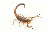 MASM07657 Centruroides flavopictus.jpg