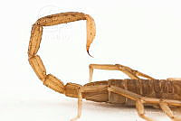 MASM07695 Vaejovis sp..jpg