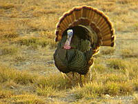 ACR0033 Meleagris gallopavo intermedia.jpg