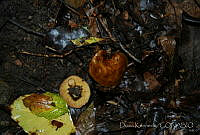 DK0775 Fungi.jpg