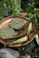 ARS00244 Leucaena esculenta.jpg