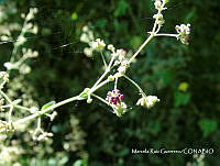 MRG-2017-1201B Boerhavia coccinea (MEGA-1nov17-f).JPG