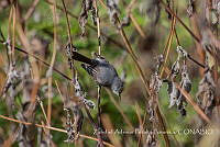 ZAPF0206 Polioptila caerulea.jpg