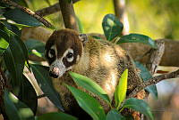 FBA0533 Nasua narica.jpg