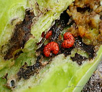 JF16 Cactoblastis cactorum.jpg