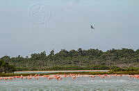 FBA0923 Phoenicopterus ruber.jpg