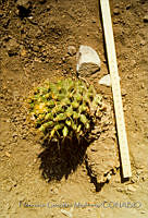 FGM2605 Mammillaria sp..JPG