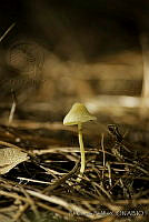 EGP0126 Fungi.jpg