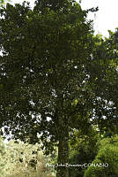 PJB ME014 108 Macadamia integrifolia.JPG