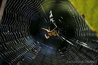 JLP0023 Micrathena sp..jpg