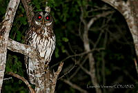 LV0050 Strix virgata.jpg