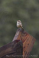 MASM00742 Campylorhynchus gularis.jpg