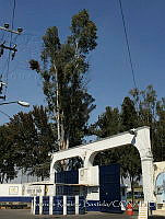 PRB0766 Myiopsitta monachus.jpg