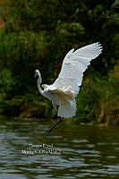 SM0672 Ardea alba.jpg