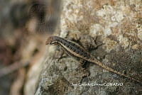 JCC0335 Sceloporus variabilis.JPG