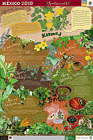 NAHUATL quelites.jpg