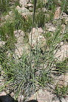 GQM0043 Muhlenbergia pubescens.jpg