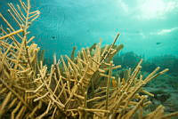IDG1491 Acropora sp..jpg