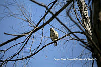 SADR0013 Rupornis magnirostris.jpg