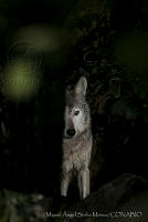 MASM06372 Canis lupus baileyi.jpg