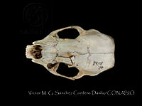 VMS-CD0001 Conepatus leuconotus.JPG