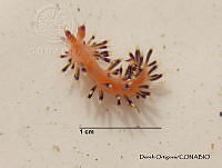 KT014 0404 Flabellina marcusorum.JPG