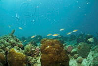 IDG1619 Scarus iseri.jpg