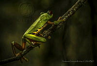 HGR07 Agalychnis callidryas.jpg