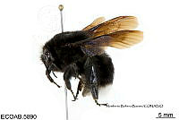 ME006 Abejas 0049 Bombusmagregori Labougle & Ayala, 1988.jpg