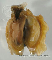 MRyRR190 Isognomon janus.jpg