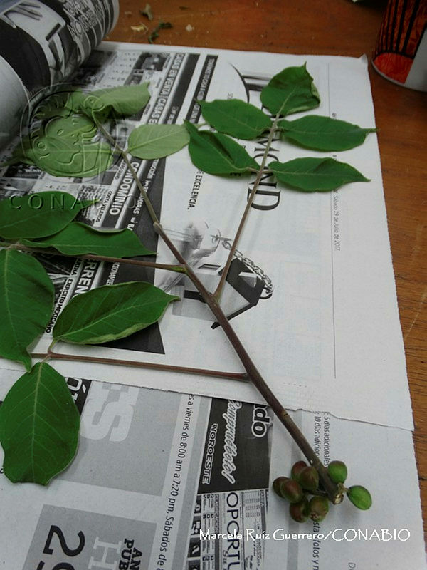 MRG 2017 432%20Bursera%20arborea%20%20(MRG 10ago17 f).JPG.nyfNk930MTGR9flhQA3g0JtbmFja29CbnFuZ3NAbXJ6LGtwZwA.1AyjBBTjsT