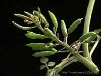 PTL0908 Nasturtium officinale.jpg