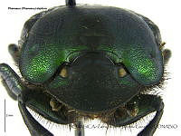 ZJJG0658 Phanaeus daphnis.jpg