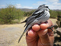 KMS0023 Setophaga nigrescens.jpg