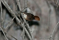 MGaves 1571 Catherpes mexicanus.jpg