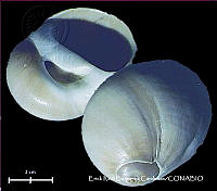 KT014 0581 Polinices hepaticus.JPG