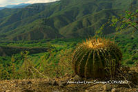 MN6PyH0122 Echinocactus platyacanthus.jpg