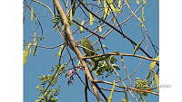 FN005 10 CH 072 Iguana iguana.jpg