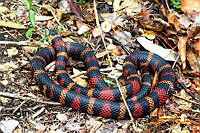 VHL0085 Lampropeltis triangulum.jpg