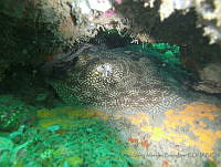 AMMB0019 Urobatis jamaicensis.JPG